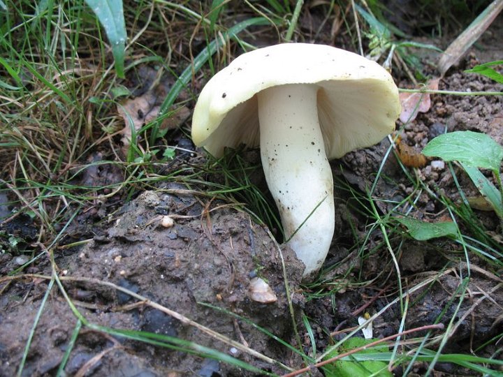 Russula violeipes var. citrina